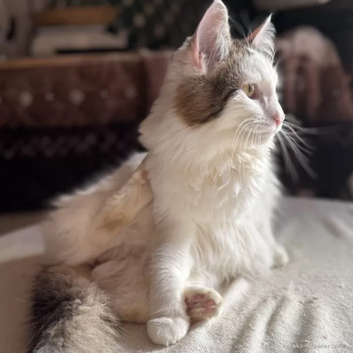 ID：2404-01544の子猫