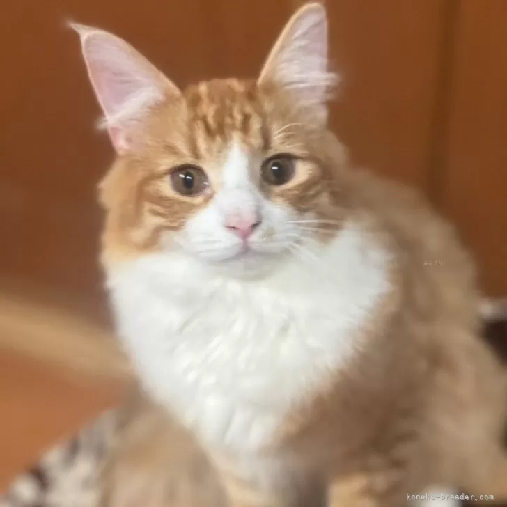 ID:2407-01030の子猫