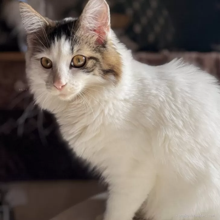 ID:2407-03278の子猫