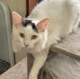 ノルウェージャンフォレストキャット
