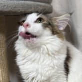 ノルウェージャンフォレストキャット