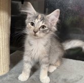 ノルウェージャンフォレストキャット