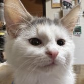 ノルウェージャンフォレストキャット