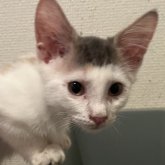 ノルウェージャンフォレストキャット