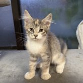 ノルウェージャンフォレストキャット