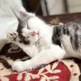 ノルウェージャンフォレストキャット