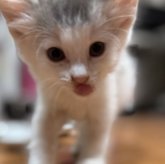 ノルウェージャンフォレストキャット