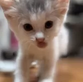 ノルウェージャンフォレストキャット