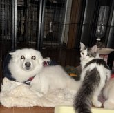 ノルウェージャンフォレストキャット