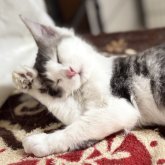 ノルウェージャンフォレストキャット