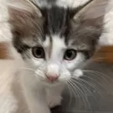 ノルウェージャンフォレストキャット
