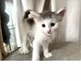 ノルウェージャンフォレストキャット