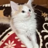 ノルウェージャンフォレストキャット