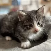 ノルウェージャンフォレストキャット