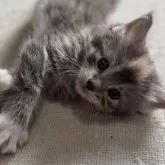 ノルウェージャンフォレストキャット
