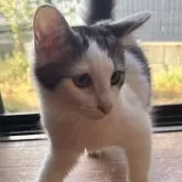 ノルウェージャンフォレストキャット