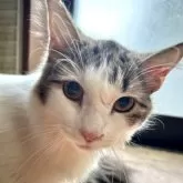 ノルウェージャンフォレストキャット【埼玉県・女の子・2025年1月22日・ブラウンタビー&ホワイト】の写真3「顔に怪我をしてしまって少し跡がありますが、生活に支障はないです。」