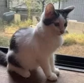 ノルウェージャンフォレストキャット【埼玉県・女の子・2025年4月26日・ブラウンタビー&ホワイト】の写真3