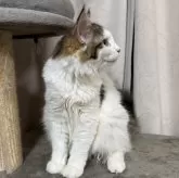 ノルウェージャンフォレストキャット【埼玉県・女の子・2025年1月22日・ブラウンタビー&ホワイト】の写真5「横顔です。」