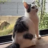 ノルウェージャンフォレストキャット【埼玉県・女の子・2025年4月26日・ブラウンタビー&ホワイト】の写真5