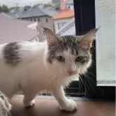 ノルウェージャンフォレストキャット【埼玉県・女の子・2025年1月22日・ブラウンタビー&ホワイト】の写真2「少し人見知りなところがありますが、おてんばで可愛いです🩷」