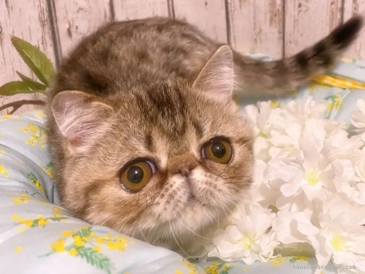 ID:2103-01491の子猫