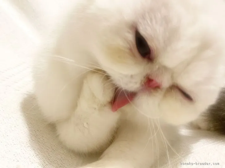 ID:2201-01364の子猫