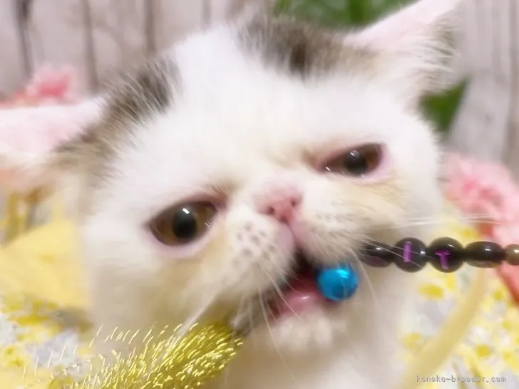 ID：2104-01346の子猫