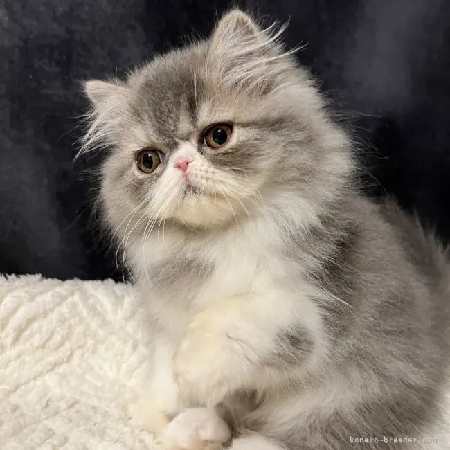 ID：2211-02526の子猫