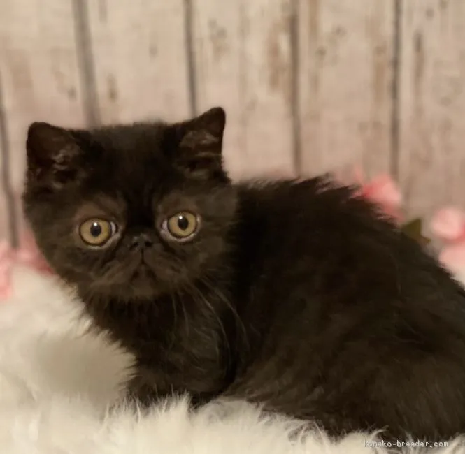 ID：2103-01503の子猫