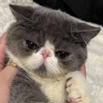 エキゾチックショートヘア【埼玉県・男の子・2022年9月8日・ブルーアンドホワイト】の写真「とっても賢い甘えんBoy💙」