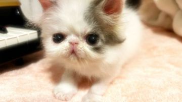 エキゾチックロングヘア【埼玉県・男の子・2021年11月12日・ブルータビー&ホワイト】の写真「※GW限定価格で掲載中♪」