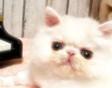 エキゾチックロングヘア【埼玉県・男の子・2021年11月13日・クリーム&ホワイト】の写真「東洋の美男子」