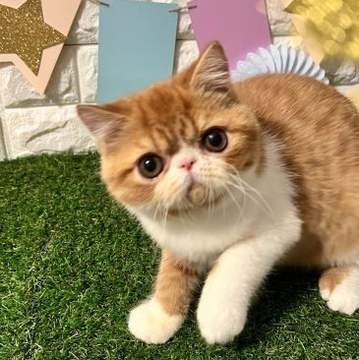 エキゾチックショートヘア【埼玉県・男の子・2022年2月7日・レッドタビー&ホワイト】の写真「最強のアイドル♪」