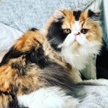 エキゾチックロングヘア【埼玉県・女の子・2022年8月31日・キャリコ】の写真「華やかなカラーと明るい性格でみんなのアイドルに❤️」