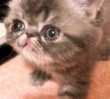 エキゾチックショートヘア【埼玉県・男の子・2021年11月13日・ブルータビー】の写真「子猫ピアニスト」