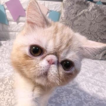 エキゾチックショートヘア【埼玉県・男の子・2022年3月16日・クリームタビー】の写真「夏休み大感謝セール実施中」