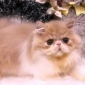 エキゾチックロングヘア【埼玉県・男の子・2021年8月15日・クリーム&ホワイト】の写真1