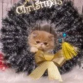 エキゾチックロングヘア【埼玉県・男の子・2021年8月15日・クリーム&ホワイト】の写真2