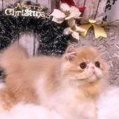 エキゾチックロングヘア【埼玉県・男の子・2021年8月15日・クリーム&ホワイト】の写真4