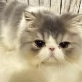 エキゾチックロングヘア【埼玉県・男の子・2024年8月1日・ブルータビーアンドホワイト】の写真10