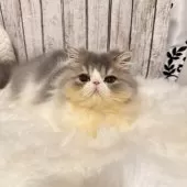 エキゾチックロングヘア【埼玉県・男の子・2024年8月1日・ブルータビーアンドホワイト】の写真12