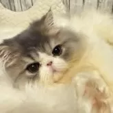 エキゾチックロングヘア【埼玉県・男の子・2024年8月1日・ブルータビーアンドホワイト】の写真1「食べて遊んでゴロゴロしています❤︎」