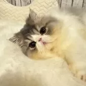 エキゾチックロングヘア【埼玉県・男の子・2024年8月1日・ブルータビーアンドホワイト】の写真4