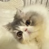 エキゾチックロングヘア【埼玉県・男の子・2024年8月1日・ブルータビーアンドホワイト】の写真6