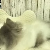 エキゾチックロングヘア【埼玉県・男の子・2024年8月1日・ブルータビーアンドホワイト】の写真8