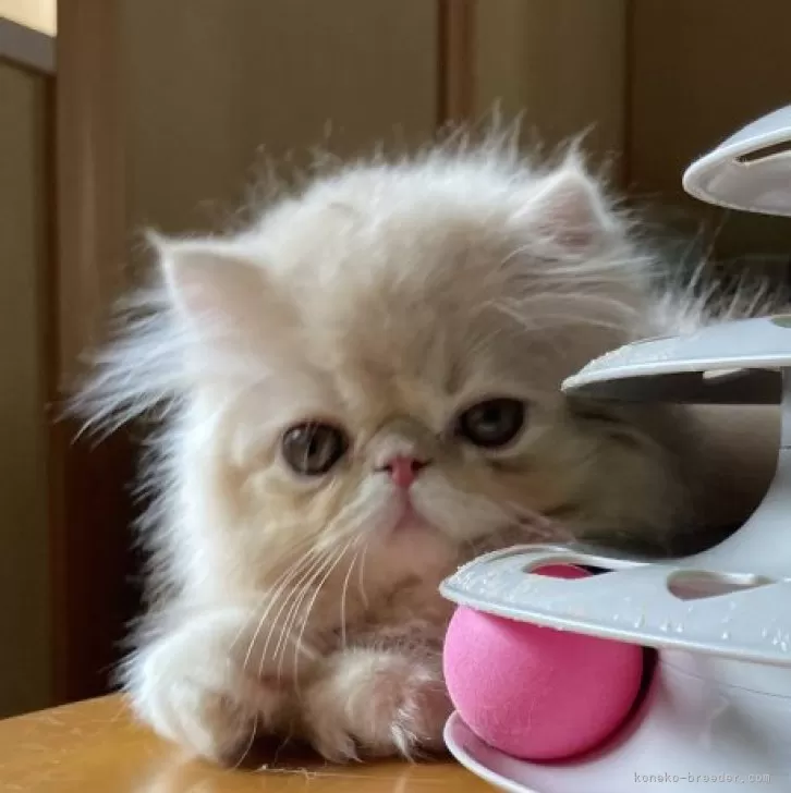 ID:2410-00323の子猫