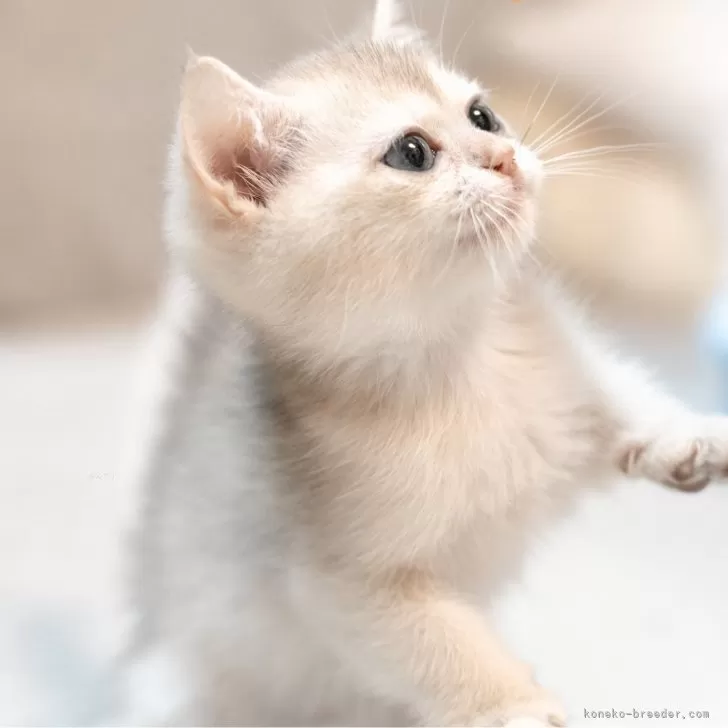 ID：2406-02090の子猫