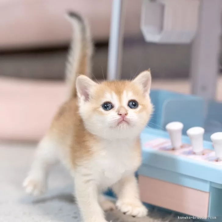 ID：2406-00769の子猫