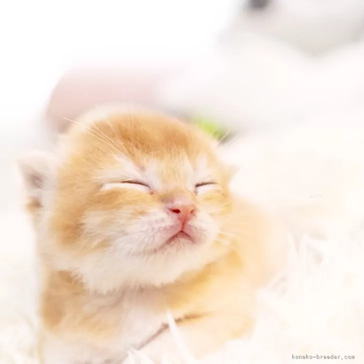 ID:2407-02662の子猫